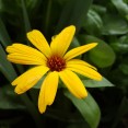 SGS7-cam-07
