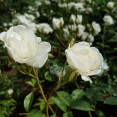 SGS7E-cam-closeUp04