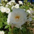 SGS7E-cam-closeUp05
