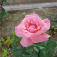 SGS7E-cam-closeUp06