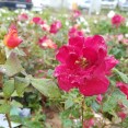 SGS7E-cam-closeUp07