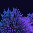 nexsus-walls 4