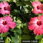 flower-close-up