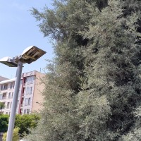 ca15