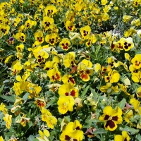 ca24