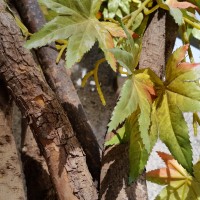 ca38