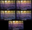 Color-reproduction (7)