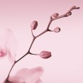 Huawei P10 stock wallpapers 06