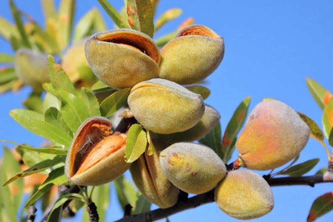 آیا خرید نهال بادام، توجیه اقتصادی دارد؟