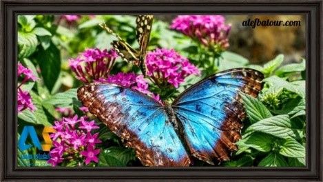 باغ پروانههای استوایی قونیه