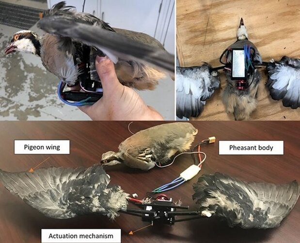 bird-drone-3.JPG