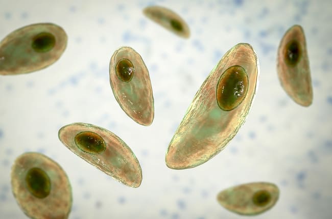 انگل تک سلولی Toxoplasma gondii