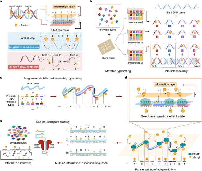 نوشتن اطلاعات روی DNA با روش epi-bits