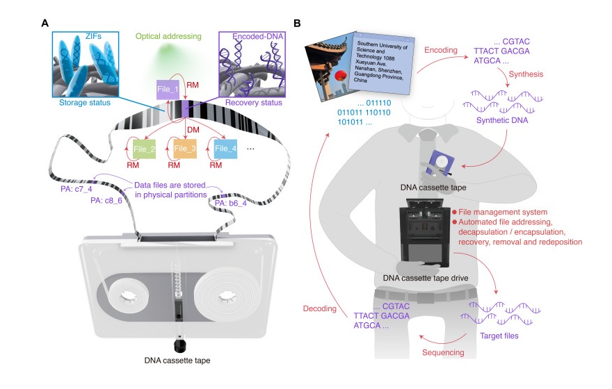 DNA-Casette-01.jpg