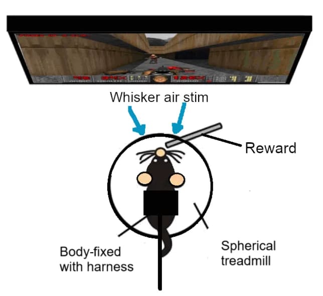 RAT-play-doom.jpg