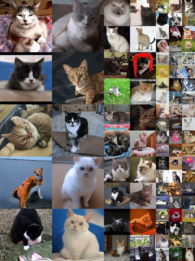 cats-ai.jpg