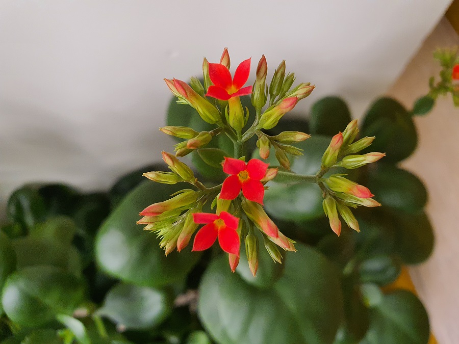 macro-1.jpg