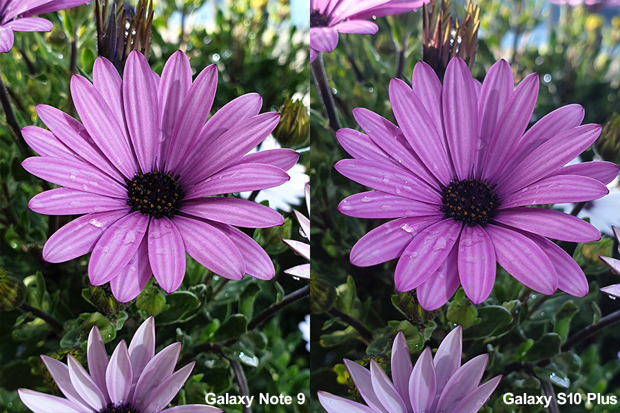 flower2.jpg
