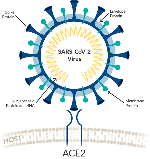 tools-to-study-sars-cov-2-800x844.png